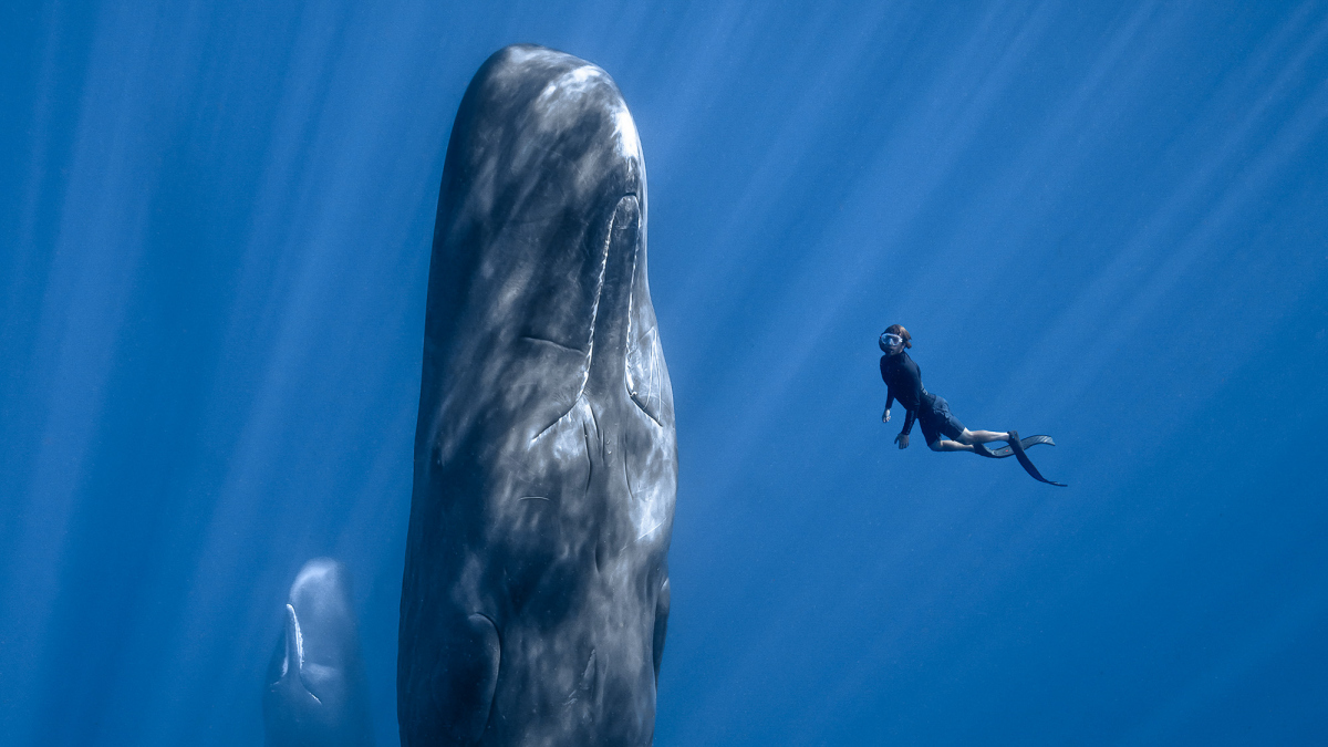 O czym śnią wieloryby