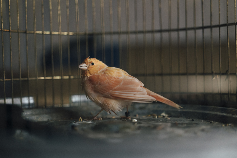 Wesprzyj WATCH DOCS 1,5% swojego podatku 